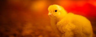 Bottom Chickens Here