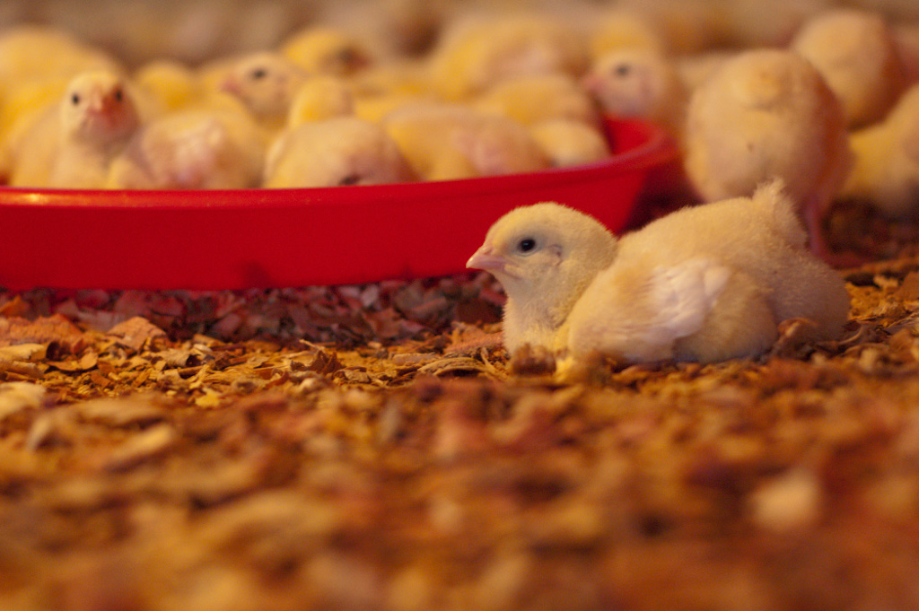 IA - Chickens